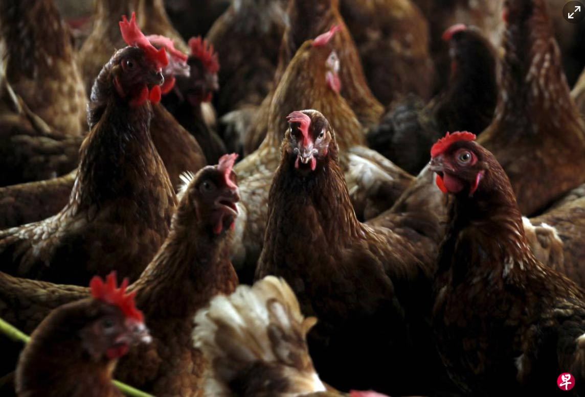 美报告首起致命H5N1病例 世卫称普通公众感染风险低