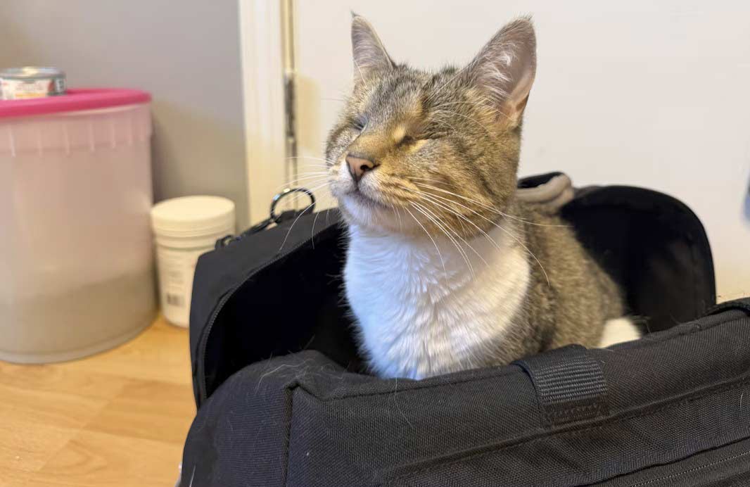 cat.jpg